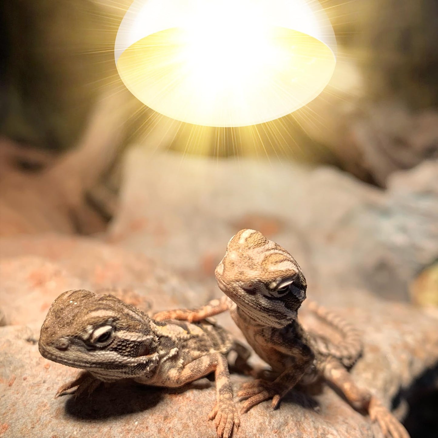 160W Reptile Heat Lamp Bulb Full Spectrum UVA UVB Reptile Light Bulb, Reptile Sun Lamp Basking Light for Bearded Dragon, Mercury Vapor Bulb for Reptiles and Amphibians