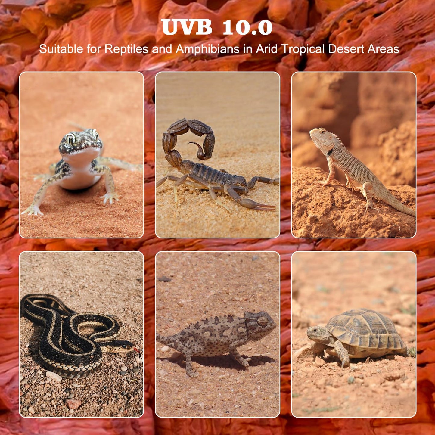 10.0 T5 UVB Reptile Light 2 Pack 24W Reptile UVB Bulb,UVA UVB Reptile Light Bulb,UVB Light for Reptiles for Bearded Dragon,Chameleon,Tortoises, Lizards and Turtles